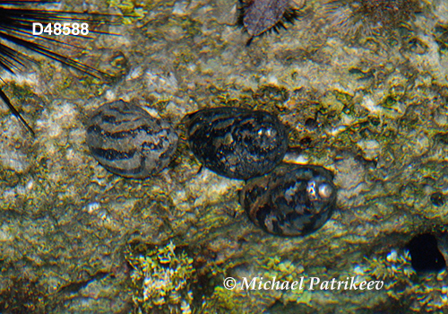 West Indian Top Snail (Cittarium pica)